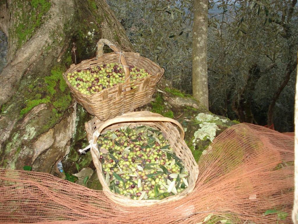가르렌다 Agriturismo A Veggia Vigna 빌라 외부 사진