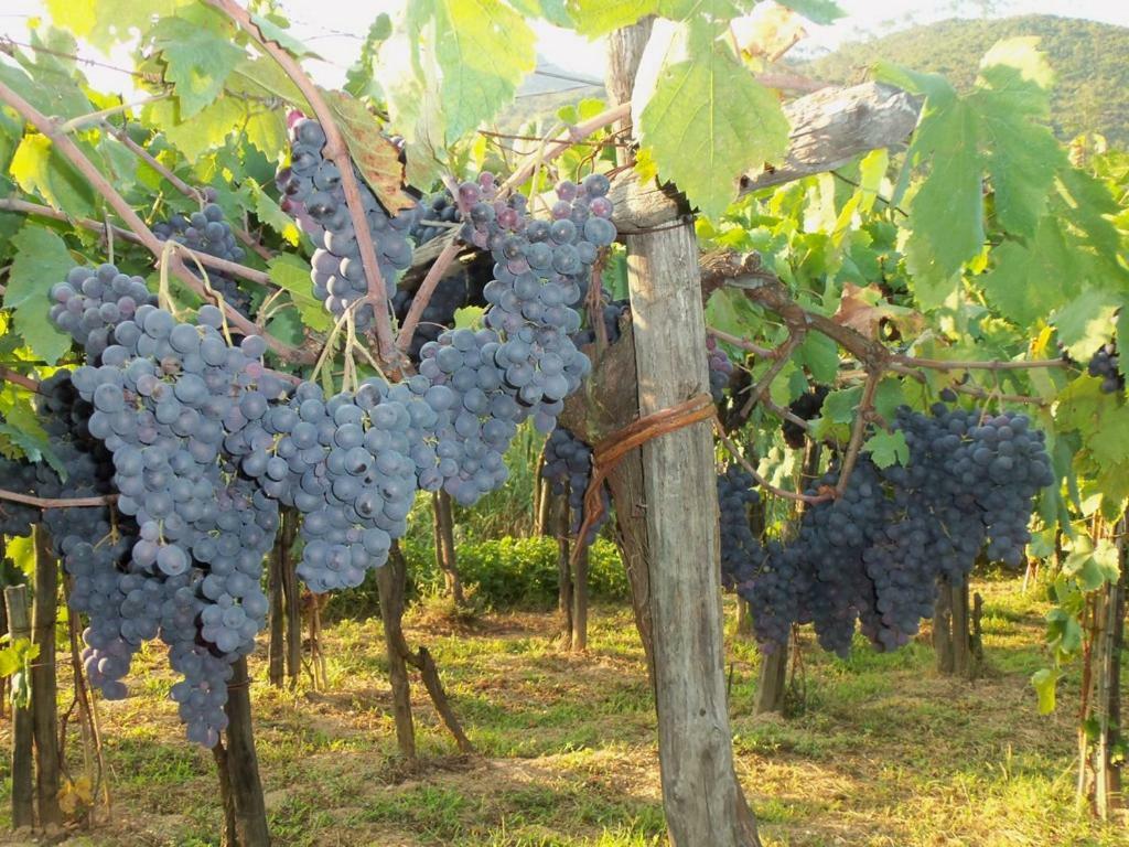 가르렌다 Agriturismo A Veggia Vigna 빌라 외부 사진